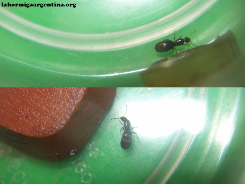 Brachymyrmex_19_Feb