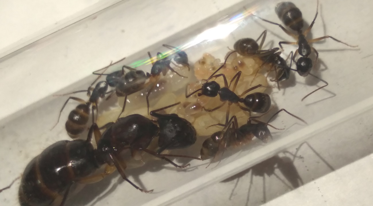 Camponotus-1