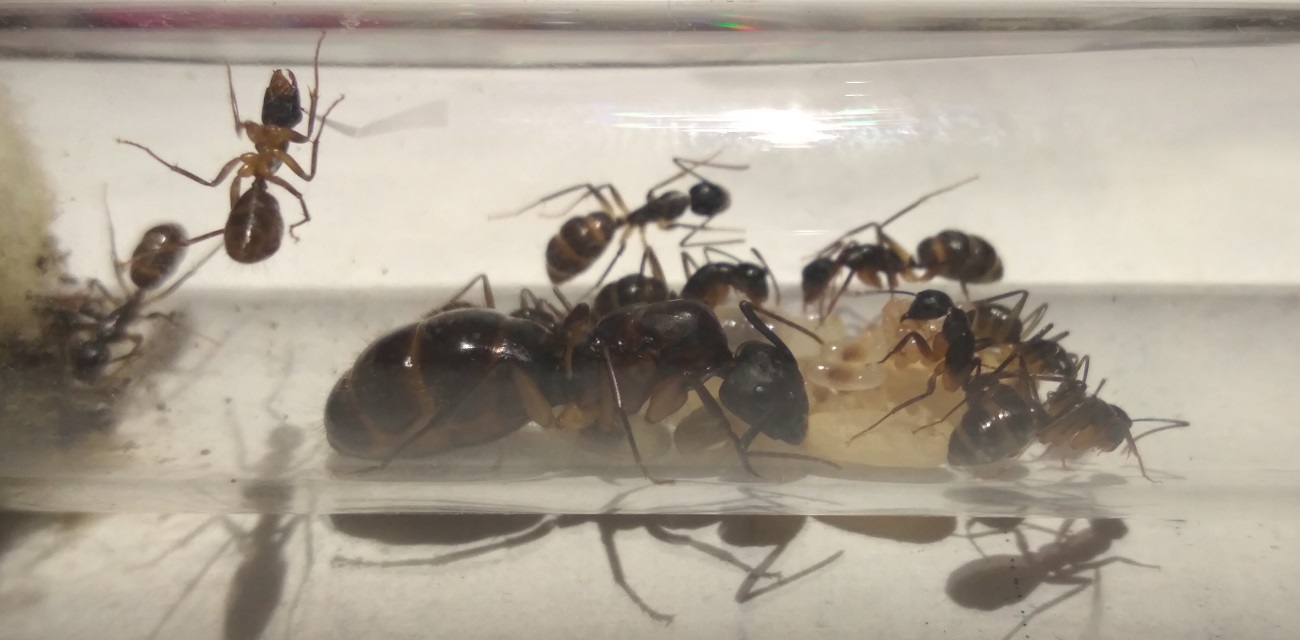 Camponotus-2
