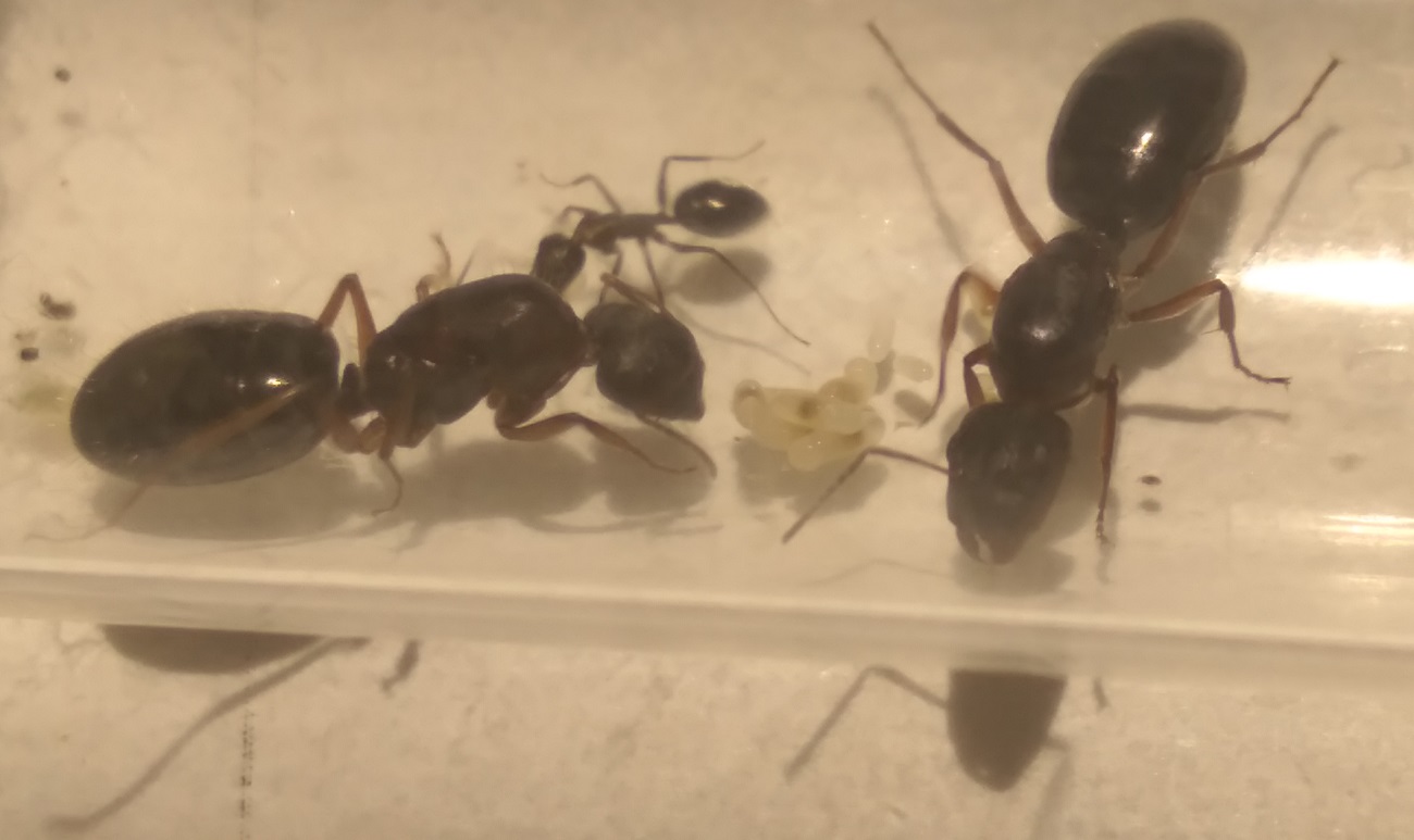 Camponotus-3-3
