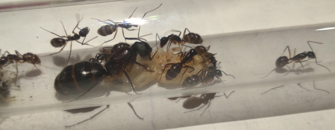 Camponotus-3