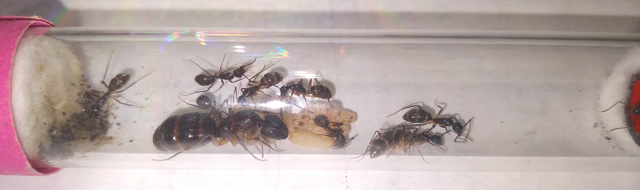 Camponotus-4