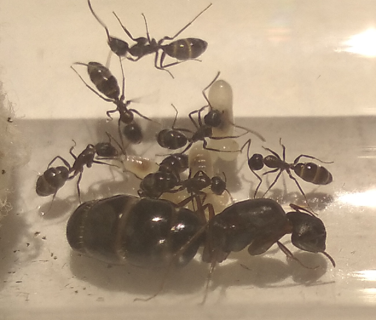 Camponotus-5-5
