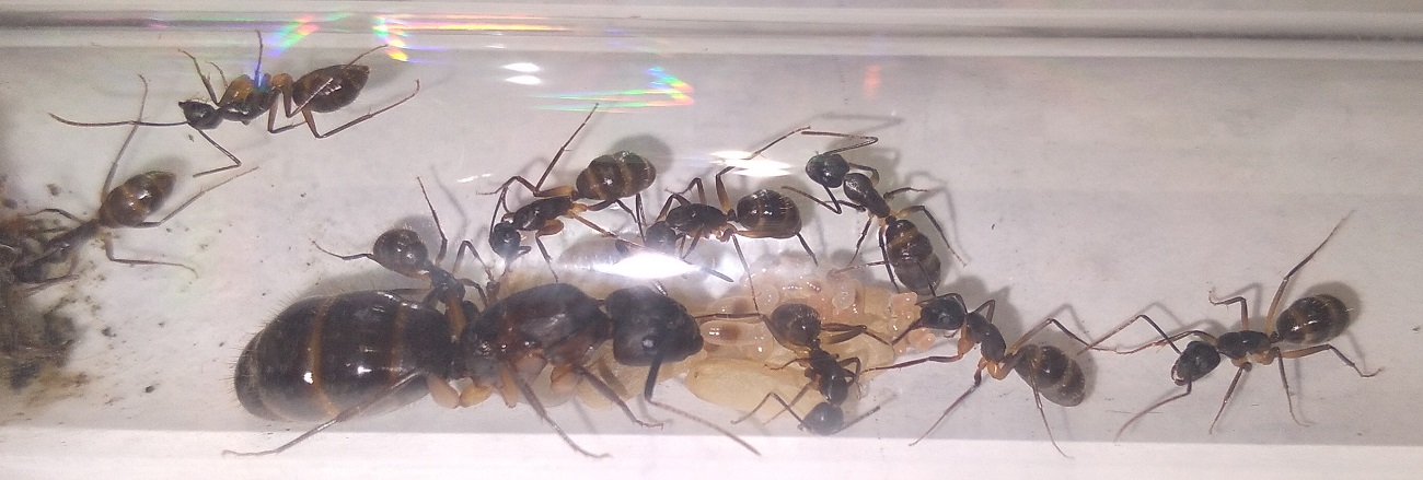Camponotus-5