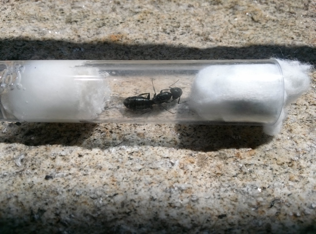camponotus