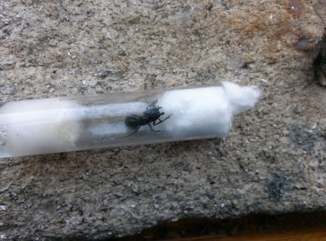 camponotus