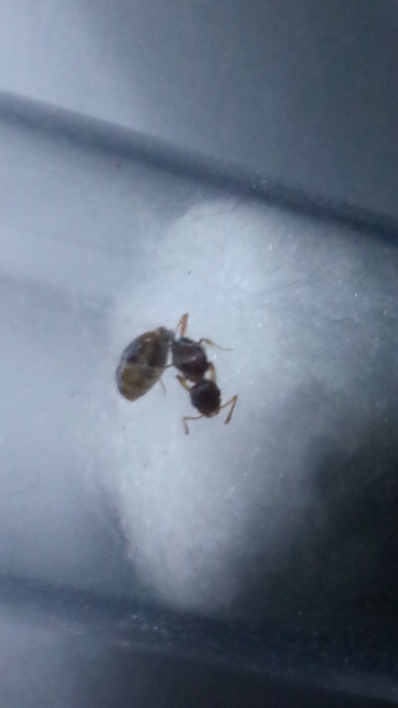 Reina sin identificar 2