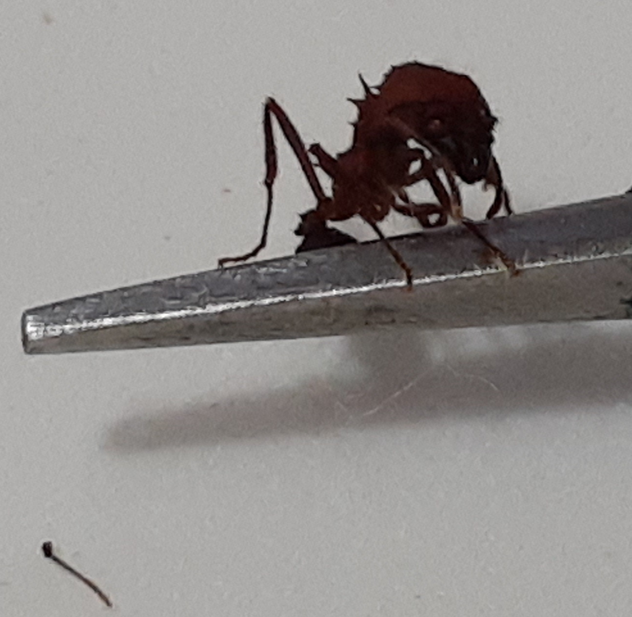 Obrera Opaca Cabeza Colorada6