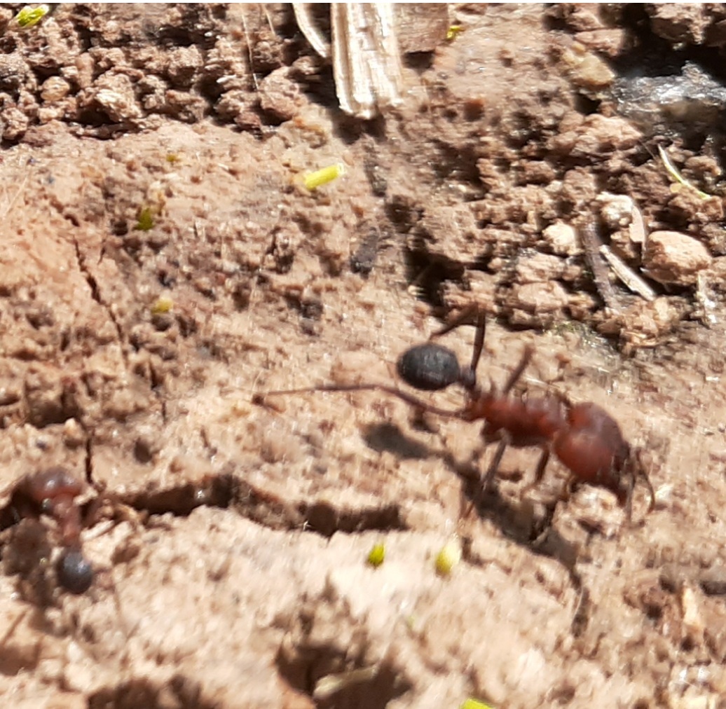 Obrera Opaca Cabeza Colorada2