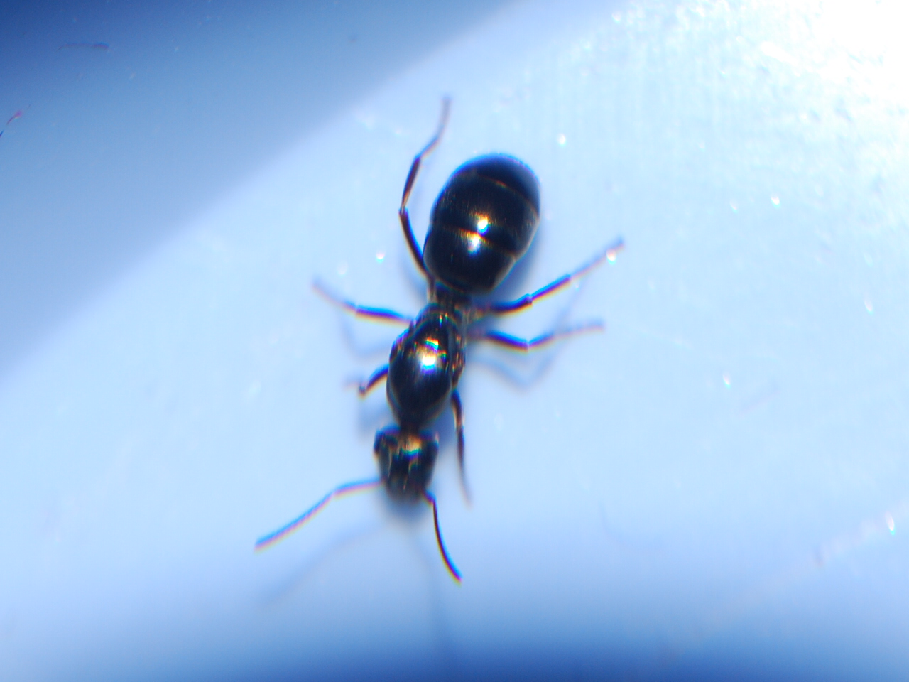 formica