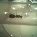 Posible reina camponus
