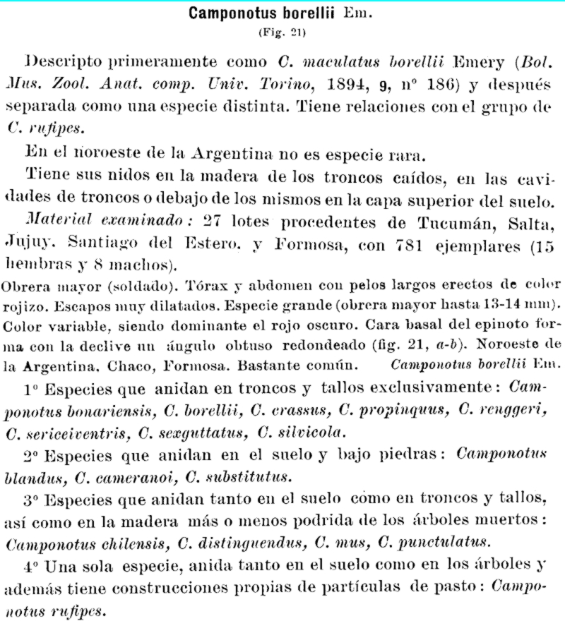 Camponotus_borelli