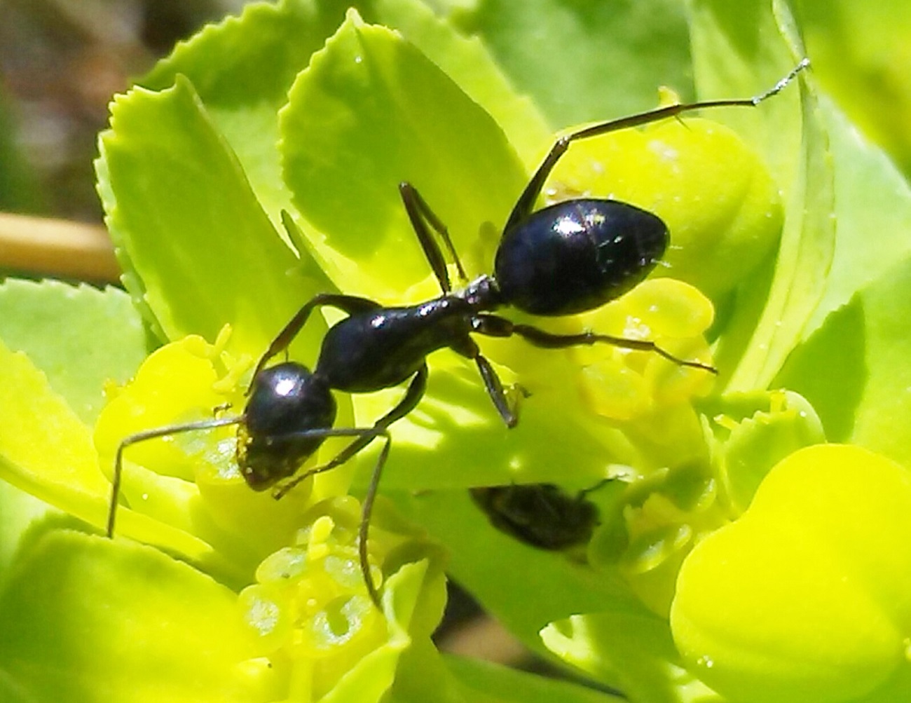 Camponotus