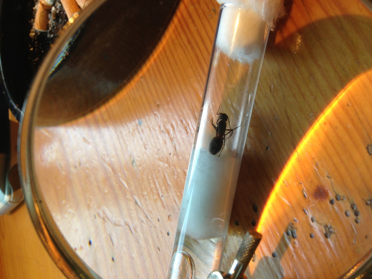 Camponotus sp