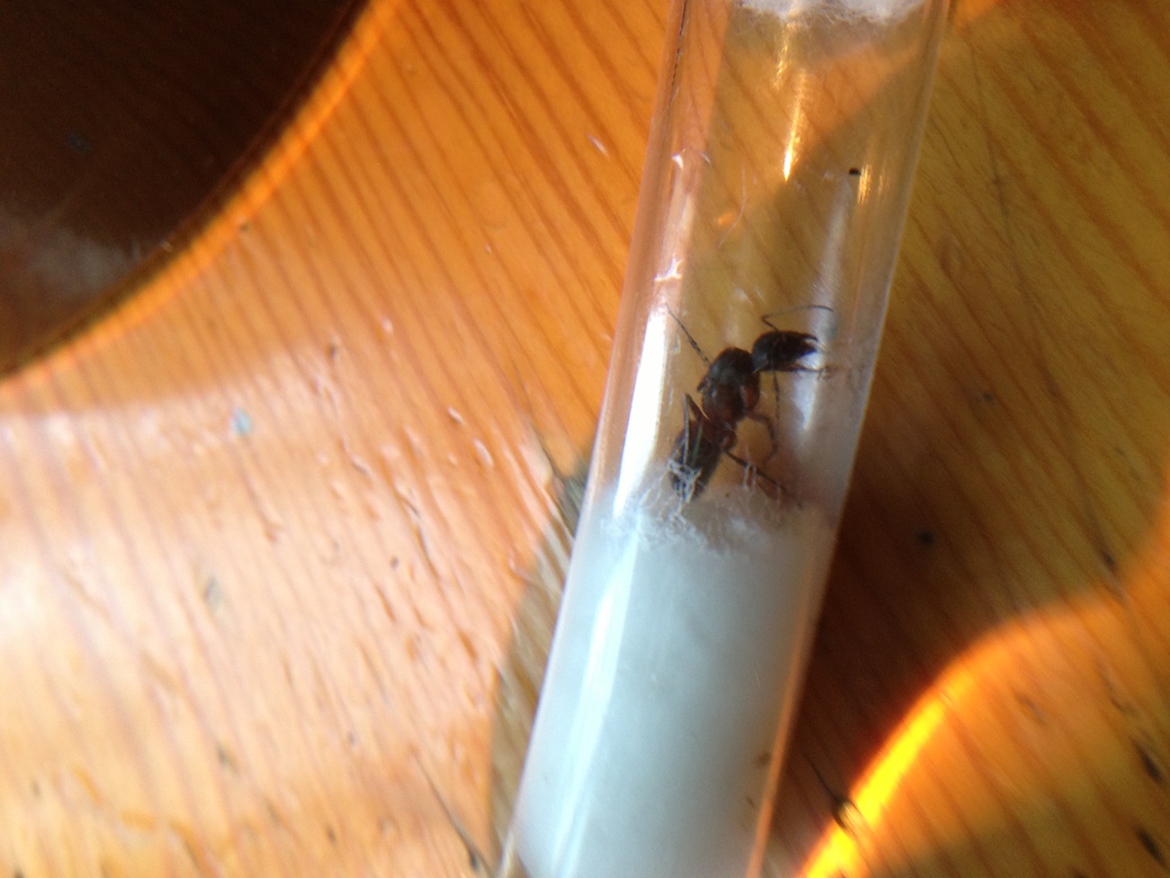 Camponotus sp2