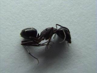 soldado de camponotus