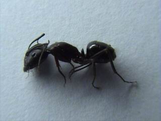 soldado de camponotus 2