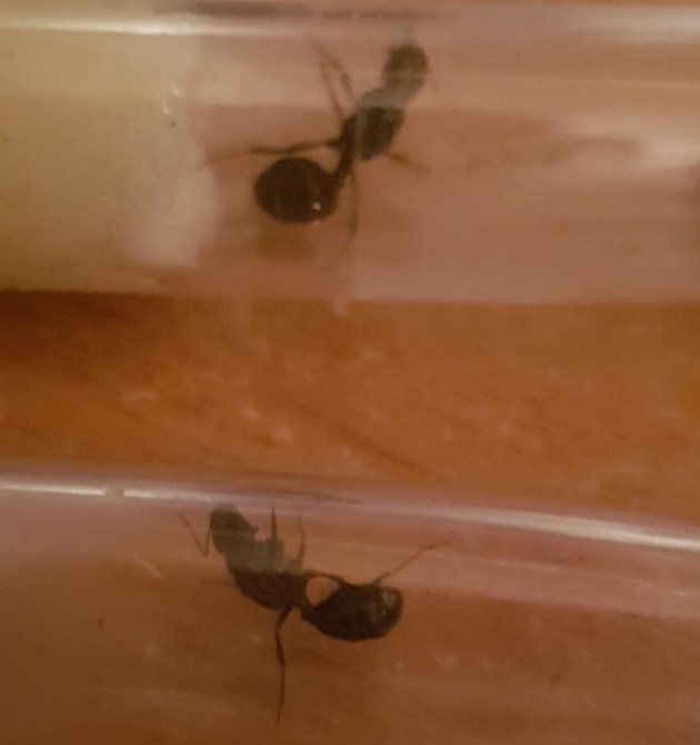 Ayuda a identificar