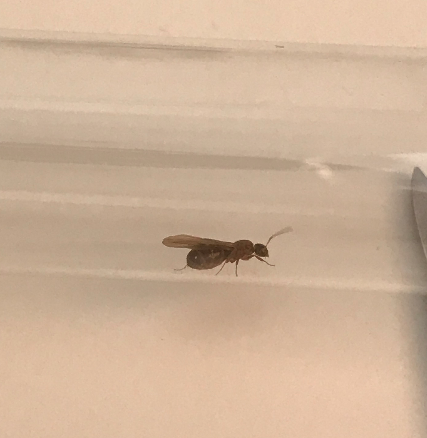 REINA MIJAS ?