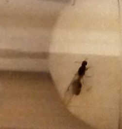 ayuda a identificar