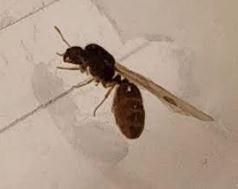 ayuda a identificar 3