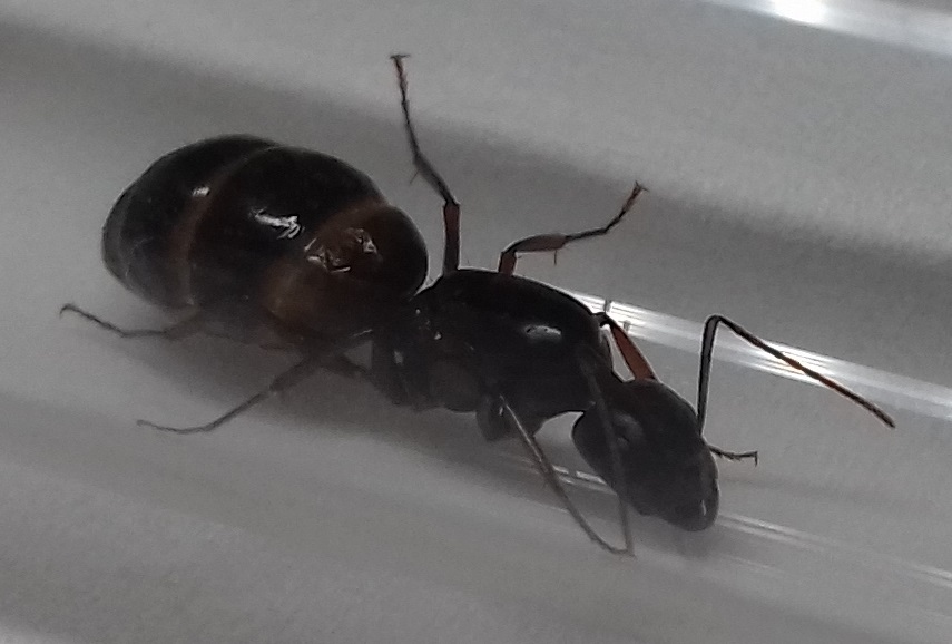 Reina sin identificar 3
