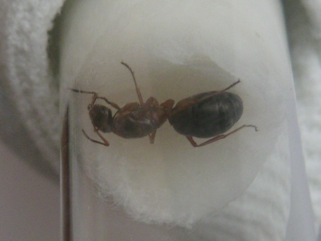 Formica o Serviformica