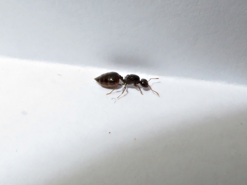 Crematogaster1(Anthemic)