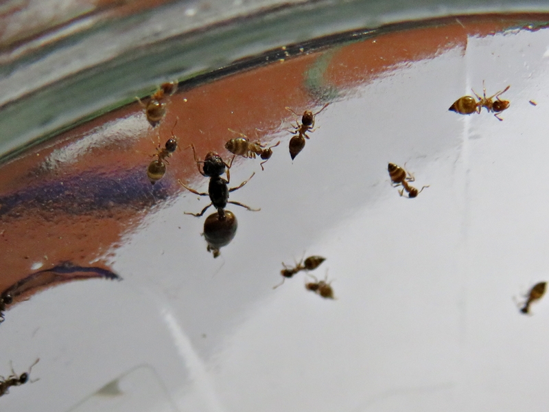 Crematogaster2(Anthemic)