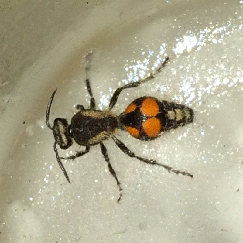Hormiga rara