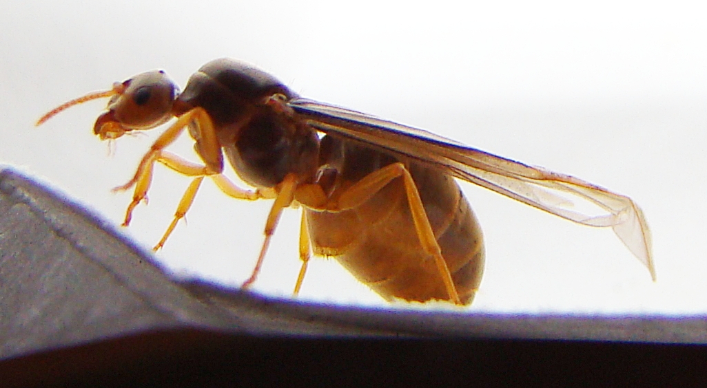 ix lasius_2