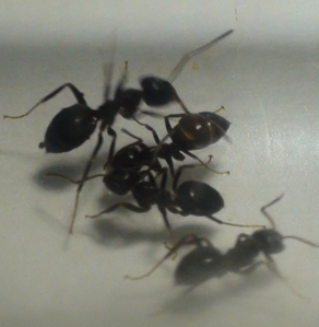 que hormiga es?