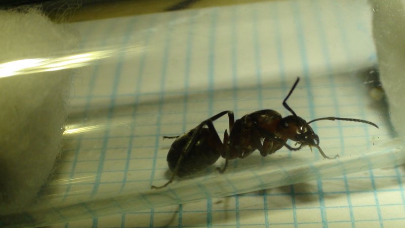 que reina? qu� especie'
