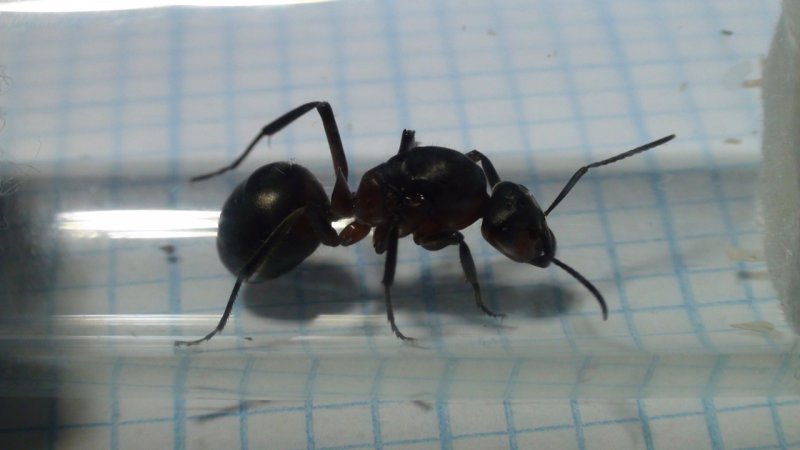 que reina? qu� especie'