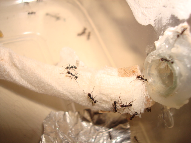 imagen hormigas