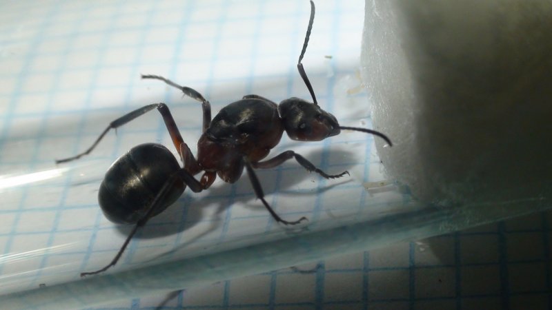 que reina? qu� especie'