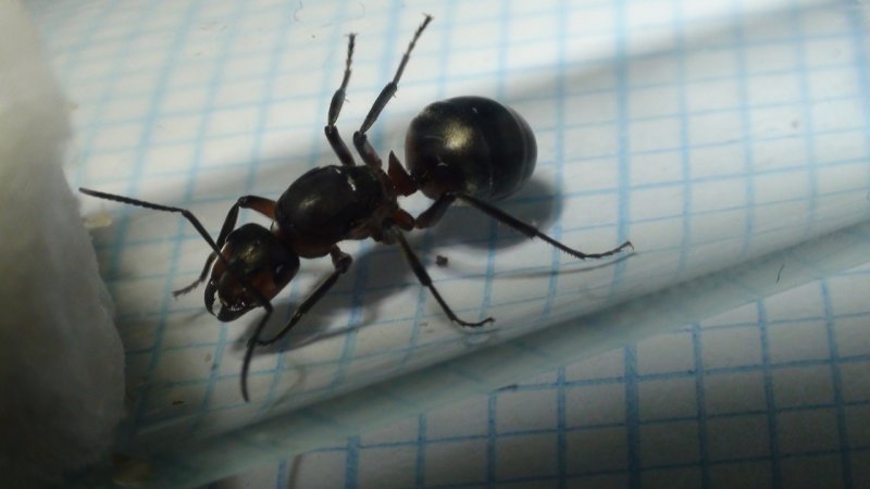 que reina? qu� especie'
