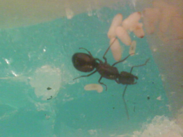 reina camponatus...