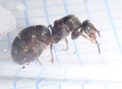 lasius?