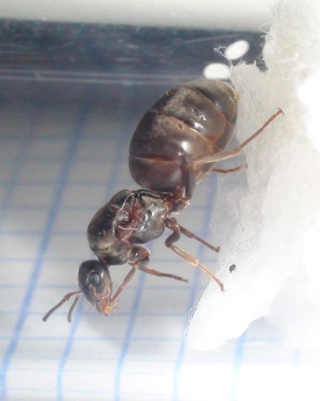lasius?
