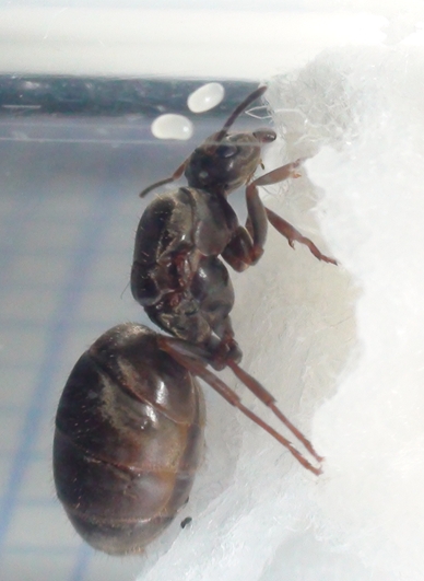 lasius?