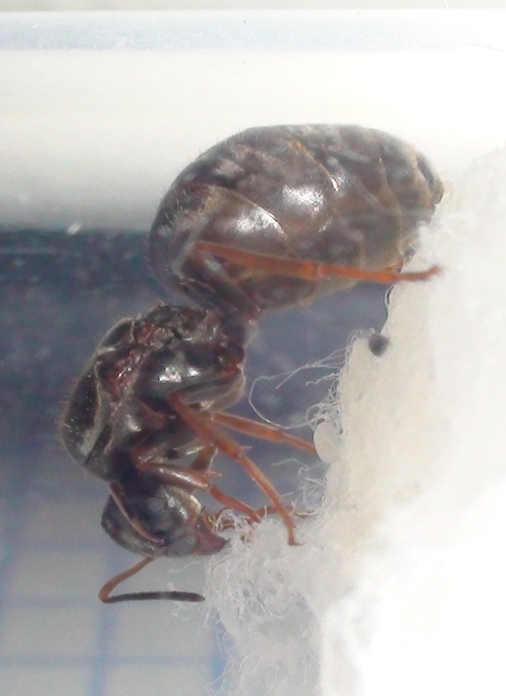 lasius?