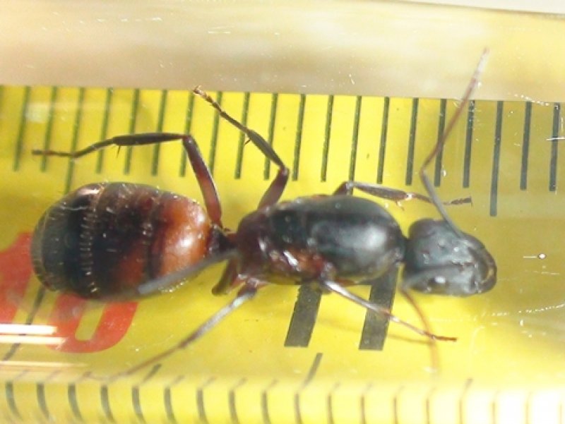 �C. cruentatus?