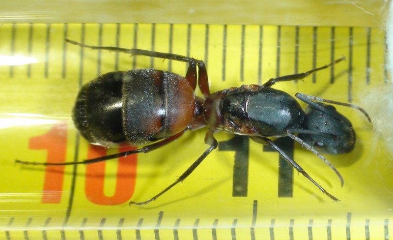 �C. cruentatus?