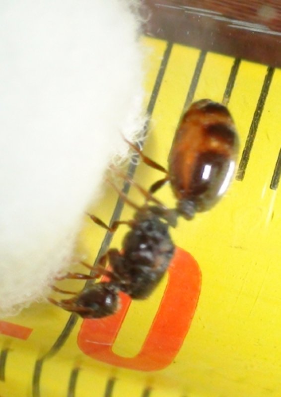 identificar reina
