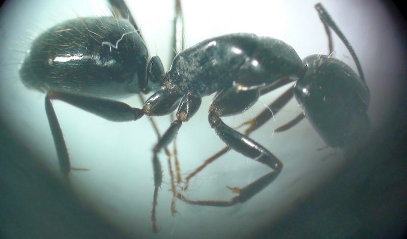 identificar especie