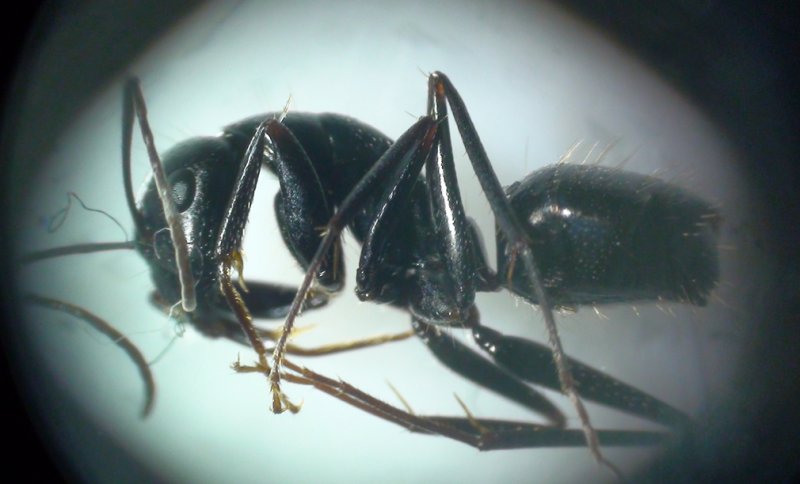 identificar especie