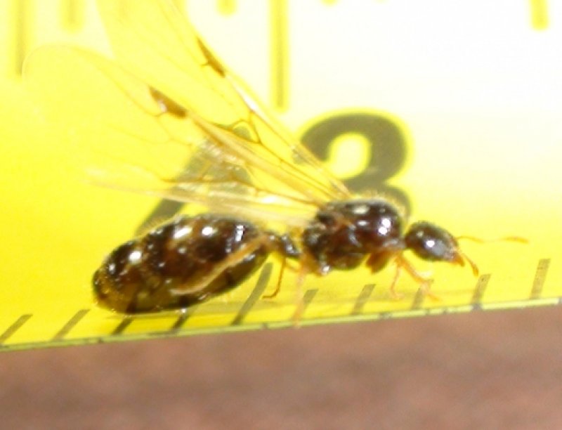 reina diminuta
