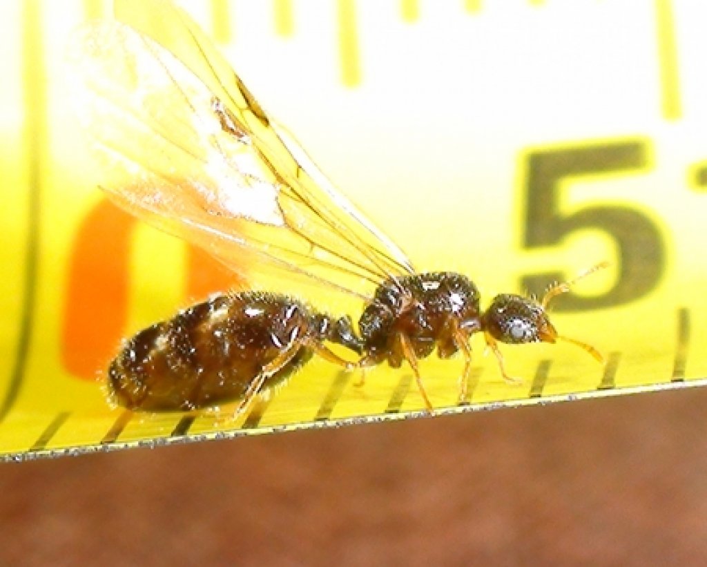 reina diminuta
