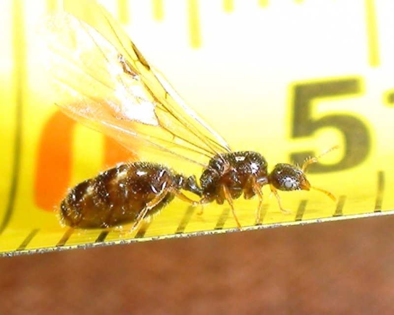 reina diminuta